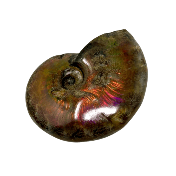 Ammonite Fossil