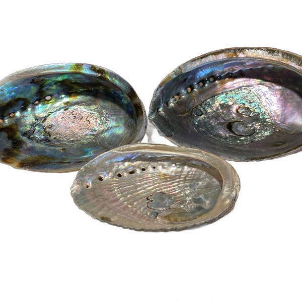 Abalone Shell