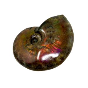 Ammonite Fossil
