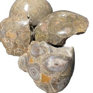 Polished Fossil Coral